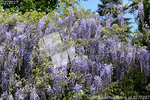 Image of Wisteria.