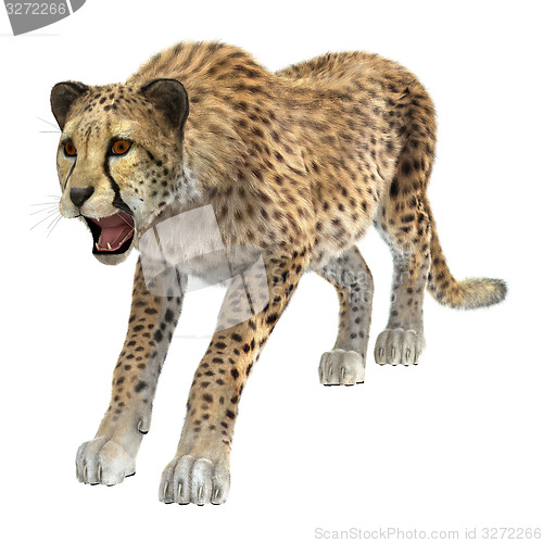 Image of Cheetah