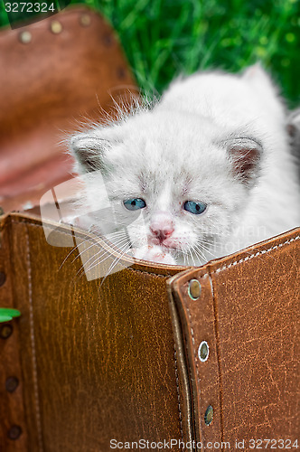 Image of little kittens playing in old suitcase