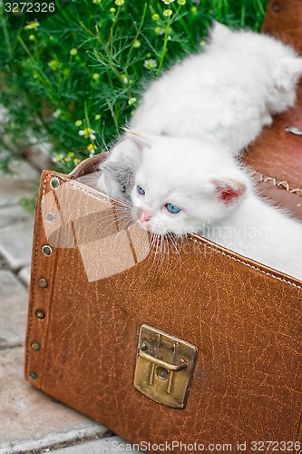 Image of little kittens playing in old suitcase