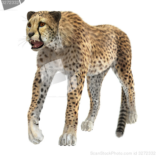 Image of Cheetah