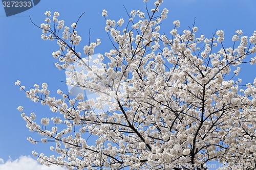 Image of Branches of blooming apple tree