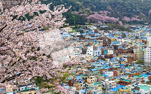 Image of Sakura tree at Gamcheon Culture Village, Busan