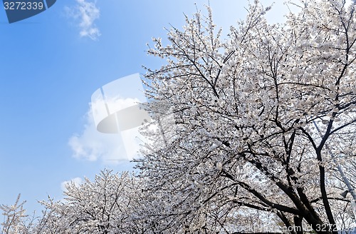 Image of Branches of blooming apple tree