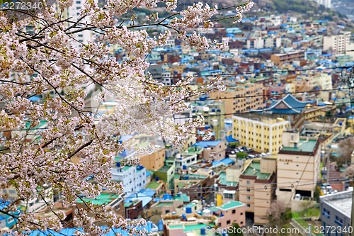 Image of Sakura tree at Gamcheon Culture Village, Busan
