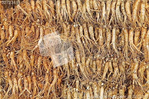 Image of crowd of real ginseng