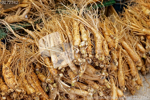 Image of crowd of real ginseng