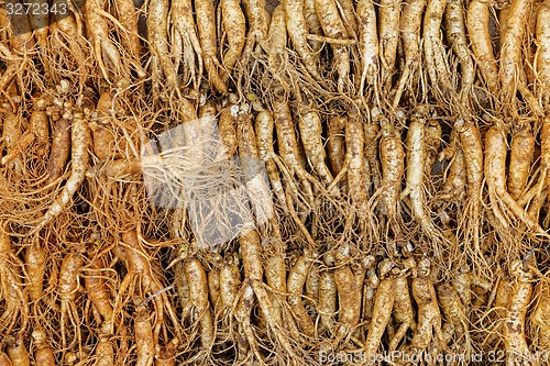 Image of crowd of real ginseng