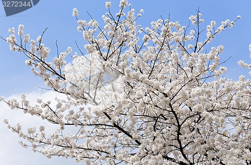 Image of Branches of blooming apple tree