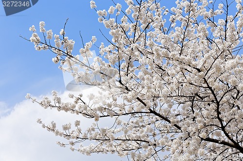 Image of Branches of blooming apple tree