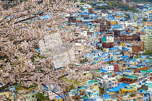 Image of Sakura tree at Gamcheon Culture Village, Busan