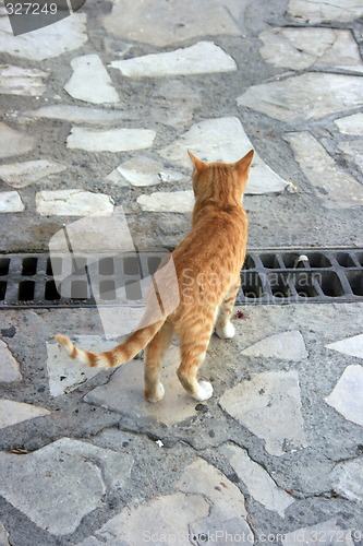 Image of Curious cat