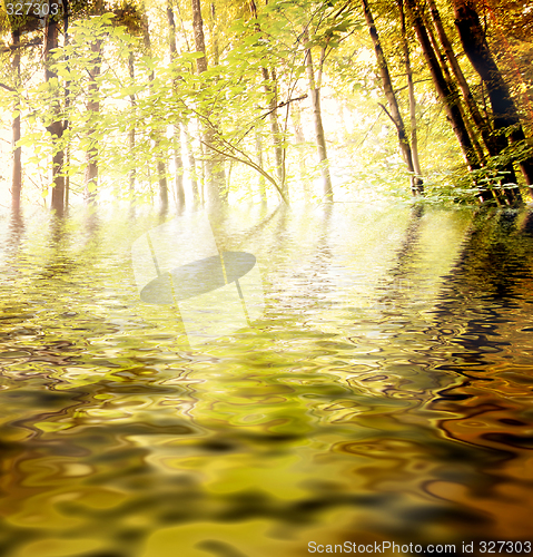 Image of Green forest : autumn