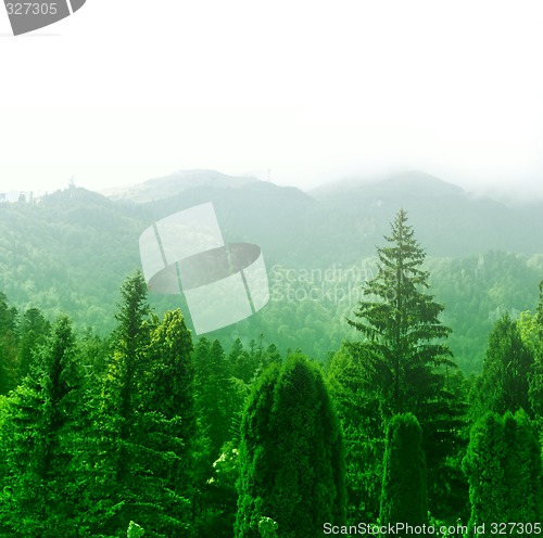 Image of Green forest