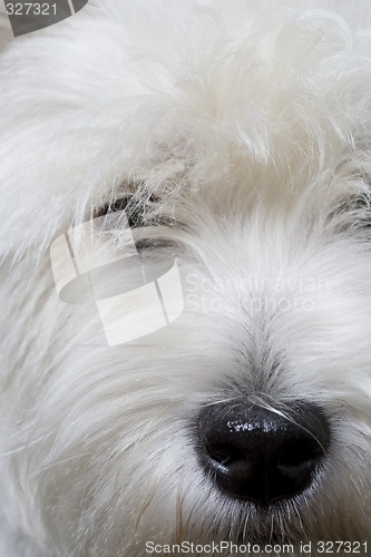 Image of white terrier