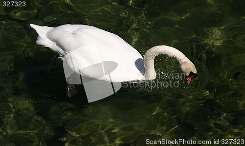 Image of White swan