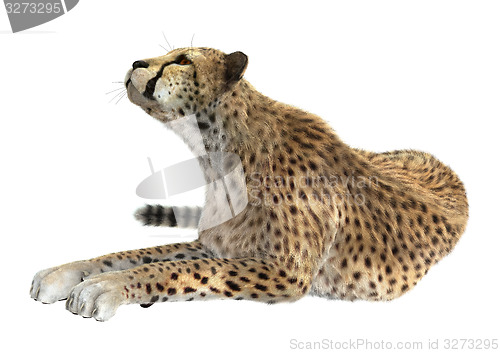 Image of Cheetah