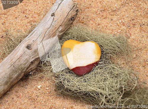 Image of Jasper on beach