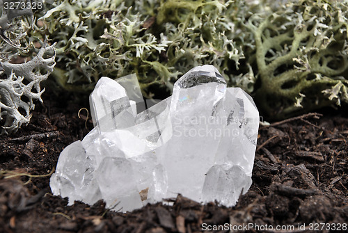 Image of Rock crystal on forest floor