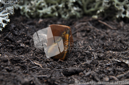 Image of Tigers eye on forest floor