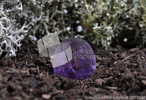 Image of Amethyst on forest floor