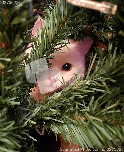 Image of White cat sitting on a Christmas tree