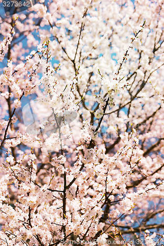 Image of Spring flowers on the tree 