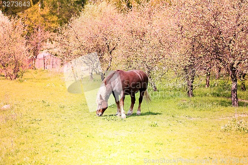 Image of Beautiful horses