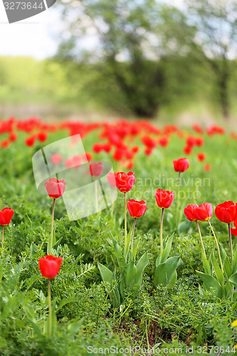 Image of Spring beautiful flowers tulips 