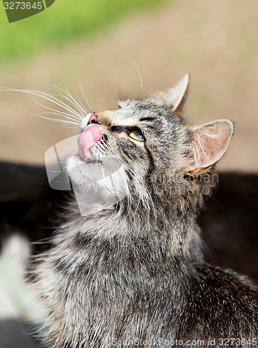 Image of Beautiful cats photographed