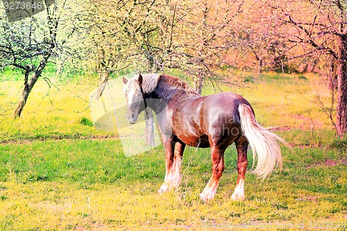 Image of Beautiful horses