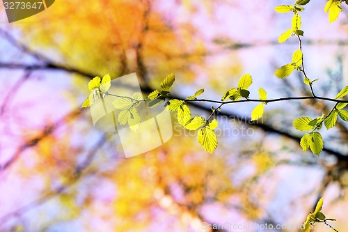 Image of Beautiful leaves 