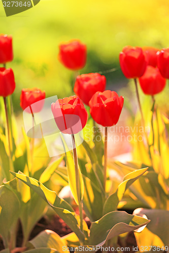 Image of Spring beautiful flowers tulips 