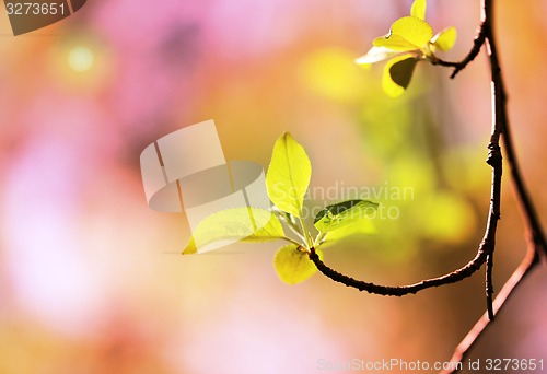 Image of Beautiful leaves 