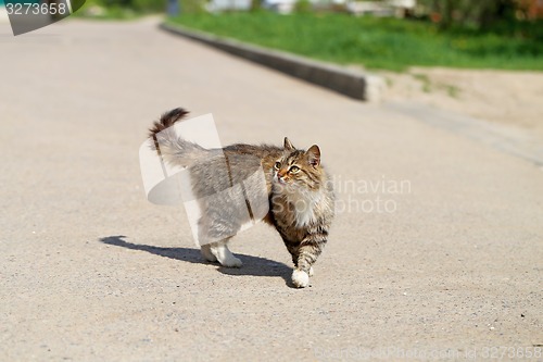 Image of Beautiful cats photographed