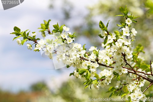 Image of Spring flowers on the tree 
