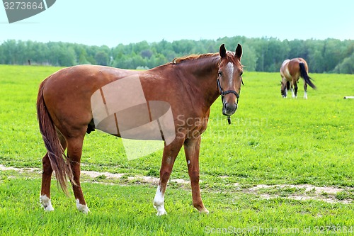 Image of Beautiful horses