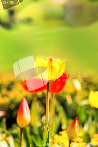 Image of Spring beautiful flowers tulips 