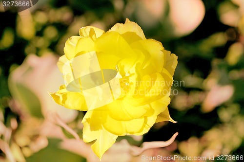 Image of Spring beautiful flowers tulips 