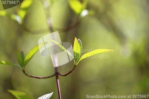 Image of Beautiful leaves 