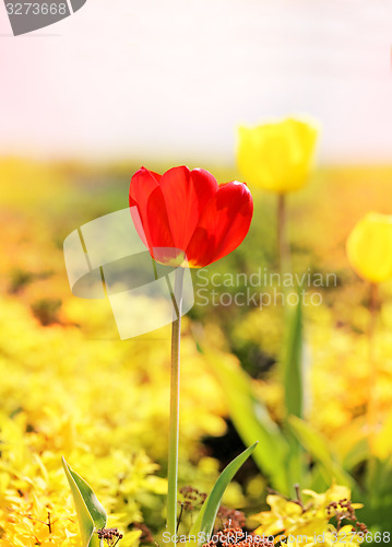 Image of Spring beautiful flowers tulips 