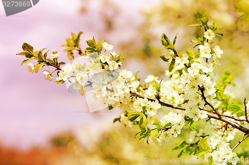 Image of Spring flowers on the tree 