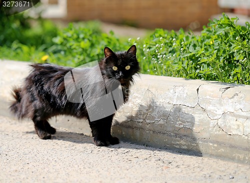 Image of Beautiful cats photographed