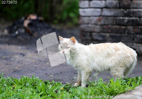 Image of Beautiful cats photographed