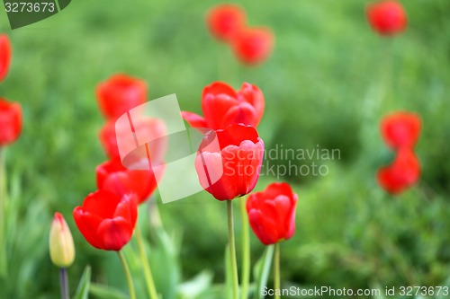 Image of Spring beautiful flowers tulips 
