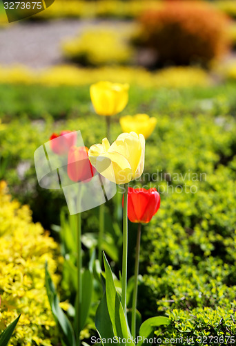 Image of Spring beautiful flowers tulips 