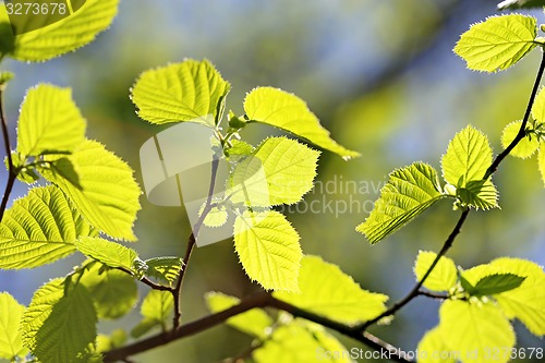 Image of Beautiful leaves 