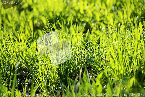 Image of Green grass in a field 