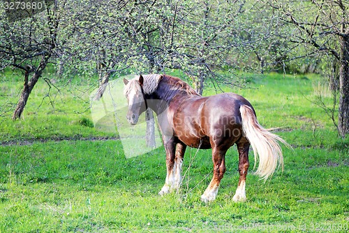 Image of Beautiful horses