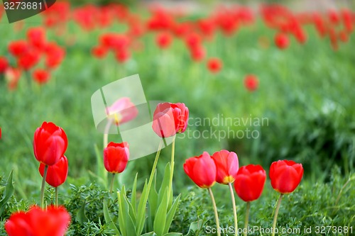 Image of Spring beautiful flowers tulips 